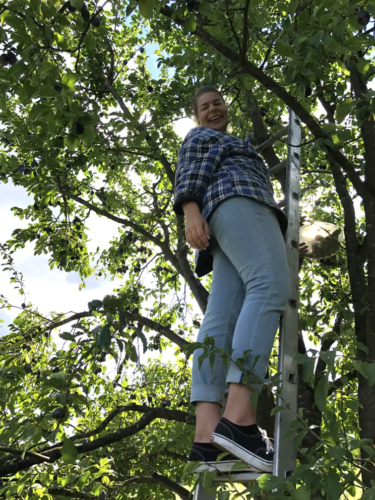 Annkathrin steht auf einer Leiter in einem Pflaumenbaum zum Pflaumen pflücken. Sie lacht in die Kamera.
